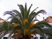 Canary Island Date tree ( Phoenix canariensis )