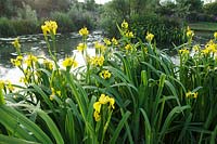 Iris pseudacorus ( Yellow Flag Iris ) at edge of village pond, East Prawle, Devon.