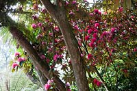 Heligan Garden, Cornwall, Spring. Large Rhododendron tree