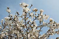 Heligan Garden, Cornwall, Spring. Magnolia stellata