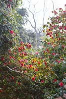 Heligan Garden, Cornwall, Spring. Camellias