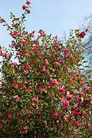 Heligan Garden, Cornwall, Spring. Camellias