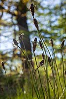 Common Plantain ( Plantago major ) in early summer meadow