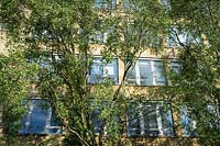 Large building, windows shielded with Birch trees