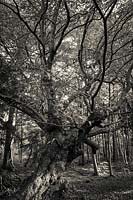 Gnarly old sweet chestnut tree in the woods