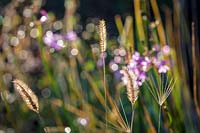 Grass seed heads in autumn light