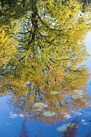reflection of tree in large garden pond