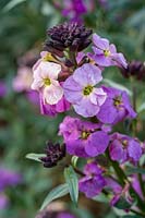 Erysium 'Devon Sunset', Purple wallflower