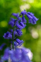Bluebell flower, Hyacinthus non-scripta