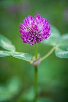 Red clover or Trifolium pratense in meadow