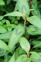 Persicaria odorata ( Vietnamese Coriander )