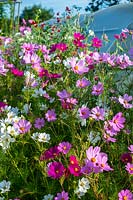 Cosmos flowers on allotment
