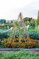 Autumn on the allotment, marigolds at base of runner bean tripod