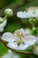 Rubus fruticosus ( Blackberry ) flower