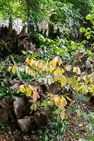 Hanham Court Gardens, Bristol.  Autumn, the 'stumpery' garden with old sweet chestnut tree stumps