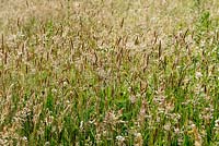 Meadow filled with Grasses