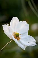 Anemone x hupehensis 'Alba'