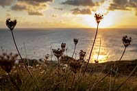 Evening sun at Prawle Point, South Devon, UK, seed heads of wild carrot, Daucus carota