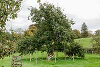 Large Apple tree in vegetable garden in  Cumbria