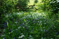 Overgrown country lane with early summer flowers, wild garlic and Bluebells