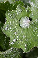 Alchemilla mollis, Lady's Mantle, foliage covered in dewdrops