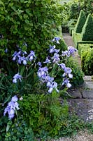 Hanham Court Gardens, Bristol. Early summer garden with parterre, Iris 'Blue Shimmer' at front