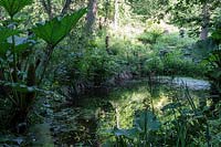 Hanham Court Gardens, Bristol. Early summer garden, the natural pond with Gunnera manicata