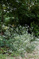 Hanham Court Gardens, Bristol. Early summer garden, Cow Parsley in the woodland garden