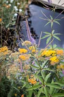 Hampton Court Flower Show, 2017. 'Watch this Space' garden, des. Andy Sturgeon. Veronicastrum virginicum 'Fascination' and Achillea in pondside planting