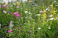 Hampton Court Flower Show, 2017. 'It's all about Community' garden, des. Andrew Fisher Tomlin and Dan Bowyer. Wildflower meadow with Verbascum, Scabious, Buttercup and Achillea