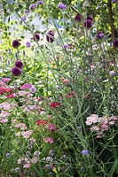 Hampton Court Flower Show, 2017. Viking Cruises 'World of Discovery' garden, des. Paul Hervey-Brookes, pink and purple planting with Allium, Achillea and Verbena bonariense