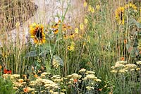 Hampton Court Flower Show, 2017. The Perennial Sanctuary garden, des. Tom Massey.  Achillea 'Terracotta', Helenium and sunflower in yellow and gold themed perennial planting