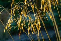 Stipa gigantea ( Giant Oat Grass ) seedheads in winter