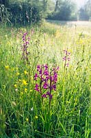 in the hills of the Garfagnana, Northern Tuscany, Italy. Early summer, grassy meadows with early flowering orchids