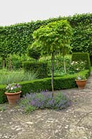 Little Malvern Court, Malvern, Worcs, UK ( Alex Berrington ) paved formal terrace area with topiary and hedging, standard Wisteria