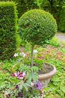 Little Malvern Court, Malvern, Worcs, UK ( Alex Berrington ) clipped box topiary, in pot,  in the rose garden
