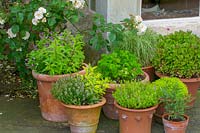 Little Malvern Court, Malvern, Worcs, UK ( Alex Berrington ) potted herbs on the terrace