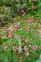 Hodges Barn, Gloucestershire, UK. Summer. Cotswold stone wall with sundial and rambling rose