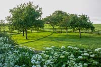 Hodges Barn, Gloucestershire, UK. Summer. view across white border into the orchard ( Hydrangea 'Annabelle', Galega officianalis 'Alba' )