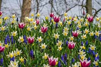 Mixed spring bulbs, Tulipa clusiana, Muscari and Narcissus