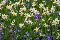 Narcissus 'Jack Snipe' and Anemone blanda