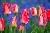 Tulipa 'Lipgloss'