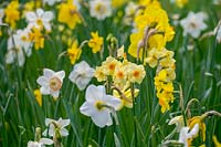 Mixed Narcissi ( Daffodils ) growiing in grass
