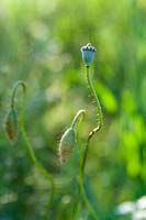 Poppy head, buds and seedhead showing hairy stems
