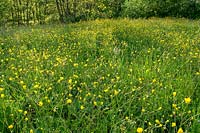 Wildflowers growing in meadows, field of buttercups