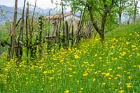 Wildflowers growing in old vineyards