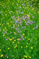 Wild flower meadow with Lychnis cuculi ( Ragged Robin ), and Common Meadow Buttercup ( Ranunculus acris )