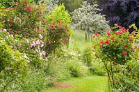 Hill Lodge Garden, Batheaston, Somerset. UK.( Fremantle ) Species roses