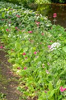 Hill Lodge Garden, Batheaston, Somerset. UK.( Fremantle ) Primula japonica alongside stream