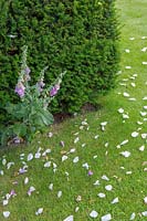 Hillesley House, Gloucestershire, UK ( Walsh ) Rose petals on grass lawn